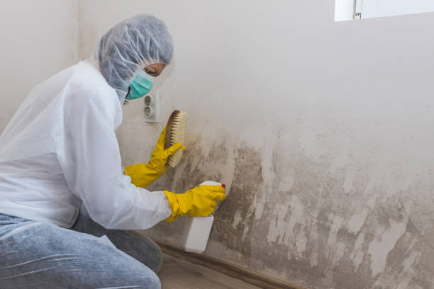 Crawl Space Mold Removal in Fern Park, FL